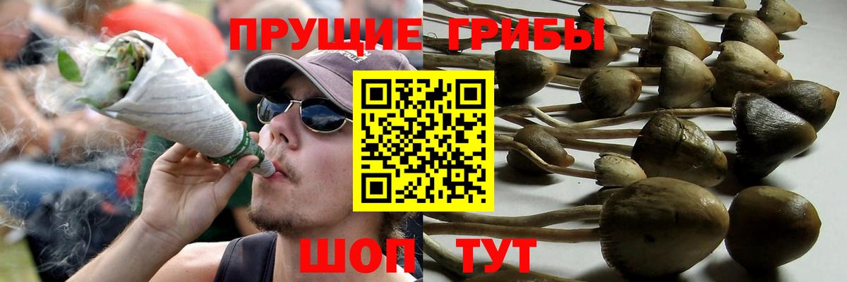 Псилоцибиновые грибы GOLDEN TEACHER Аргун